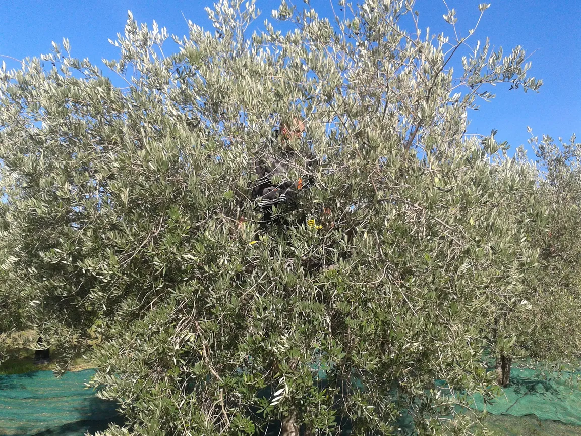 Kmetija Dolenc