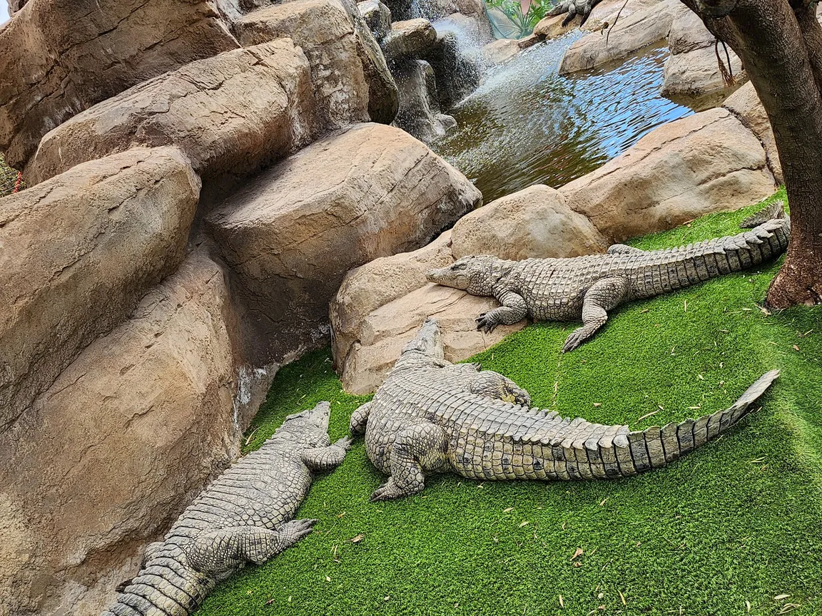 Cocodrilo Park Gran Canaria