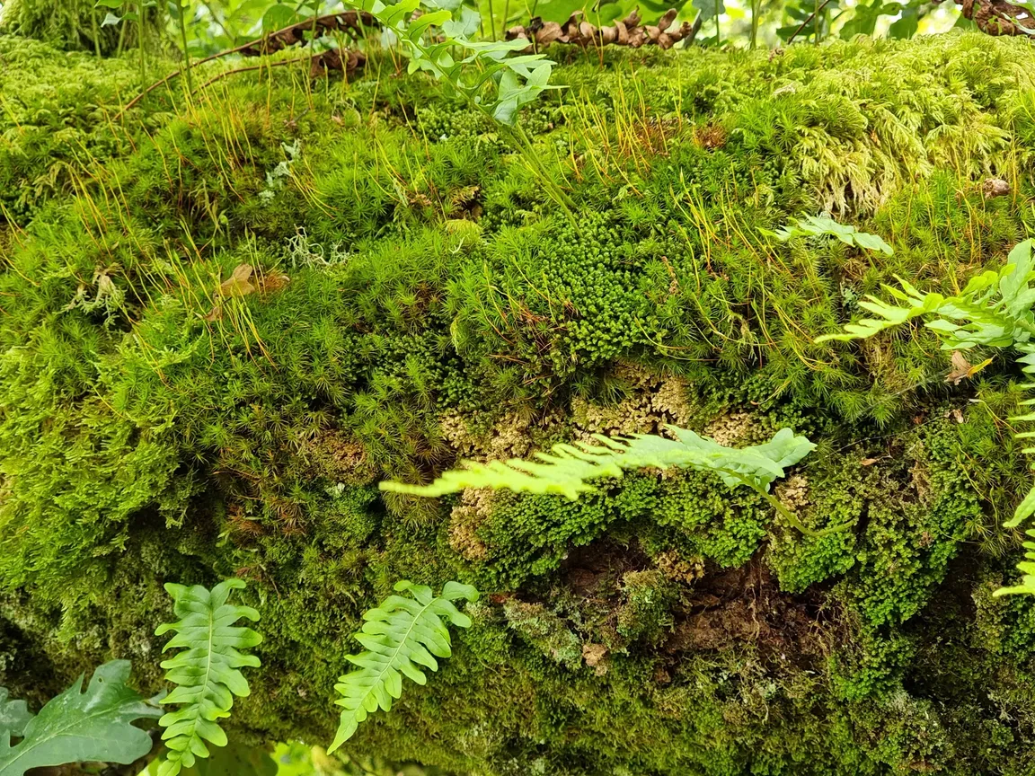 Wistman's Wood