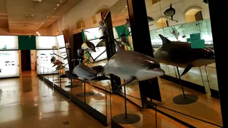 Museum of Nature and Archaeology