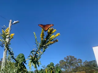 Butterfly Tampa