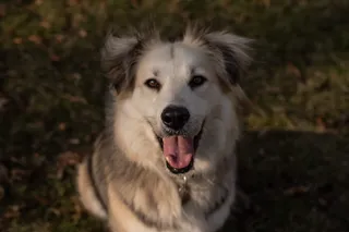 Petsitter w Warszawie