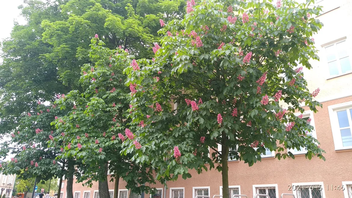 Pałac Czartoryskich
