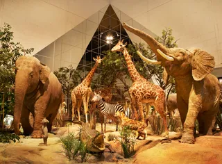 Darwin Museum