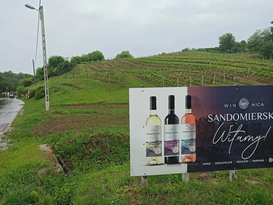 Winnica Sandomierska