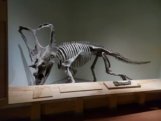 Royal Tyrrell Museum Field Station