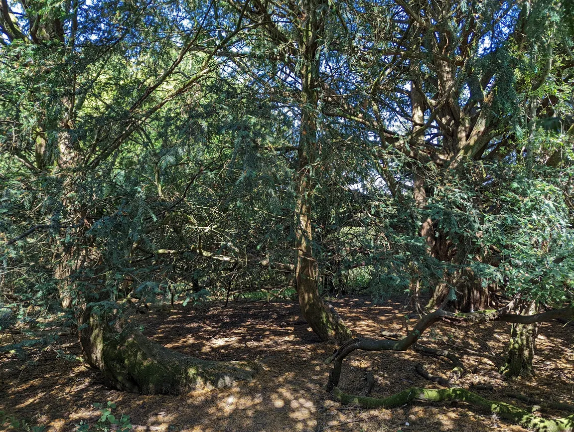 Old Winchester Hill