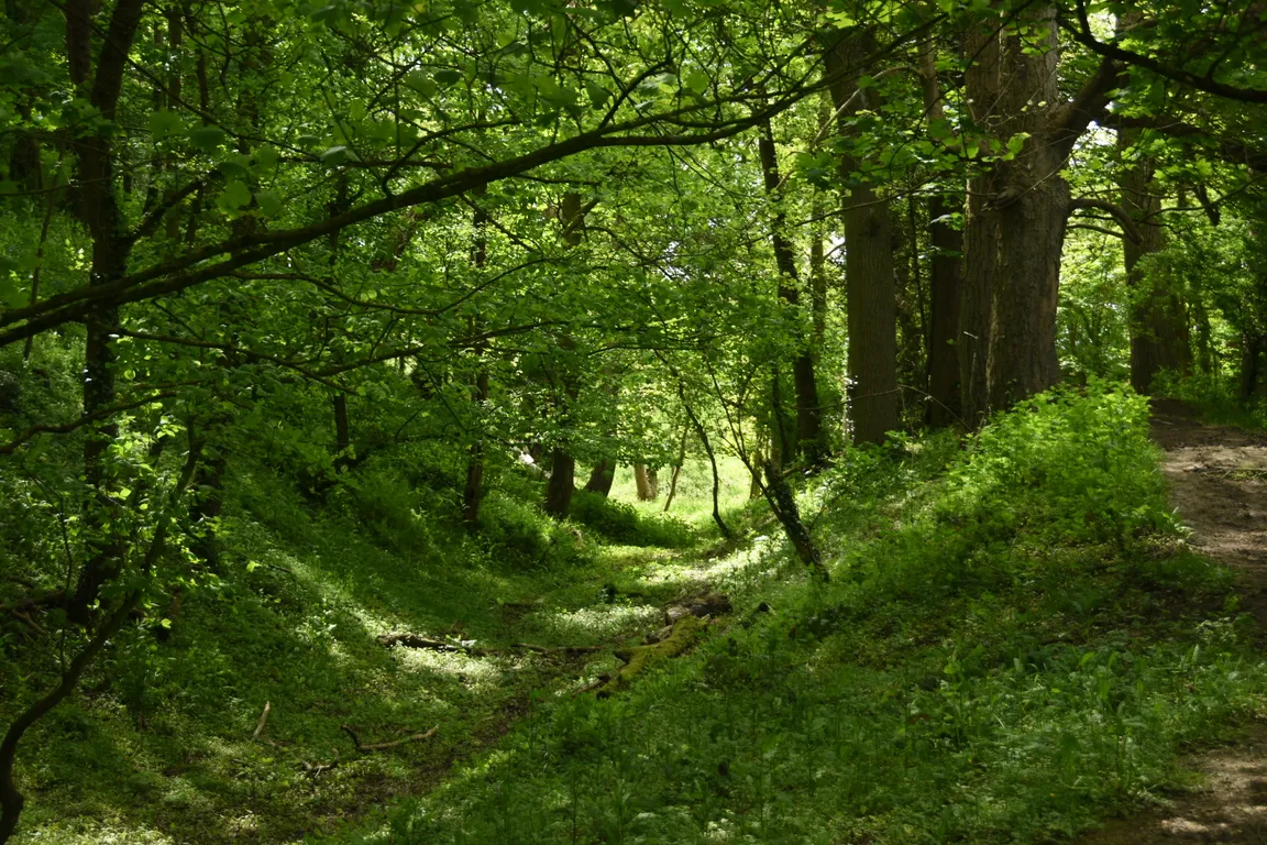 Cadbury Hillfort