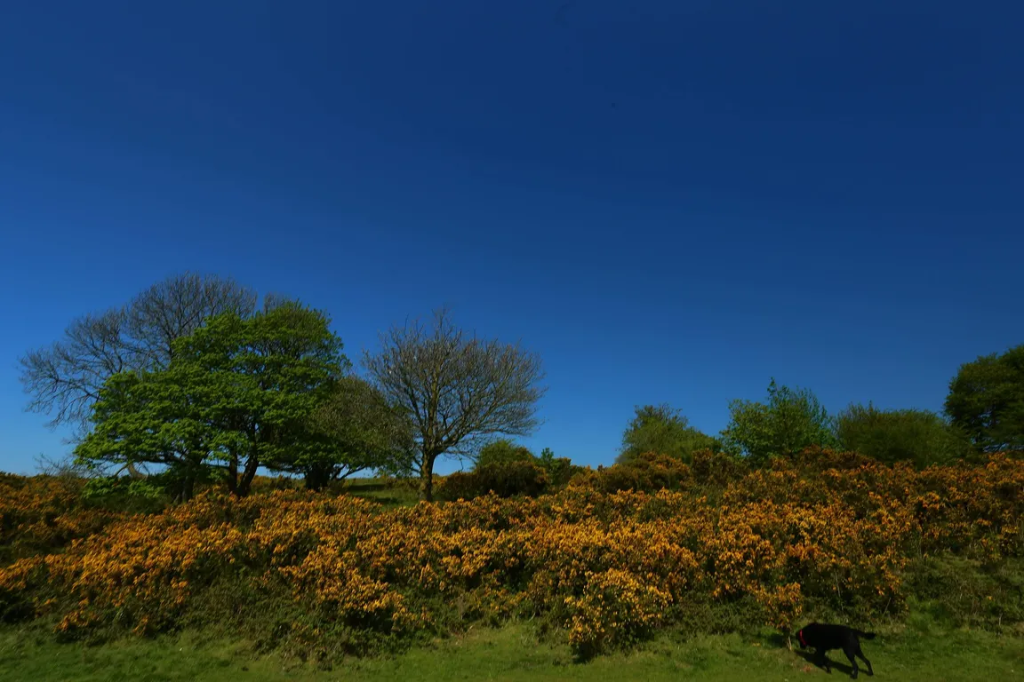 National Trust - Cissbury Ring