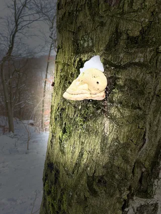 Dąb Książęcy