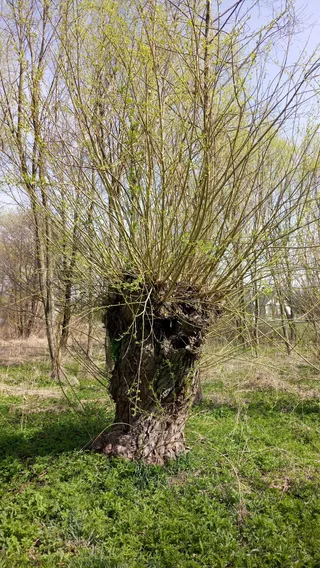 Kładka nad Tyśmienicą