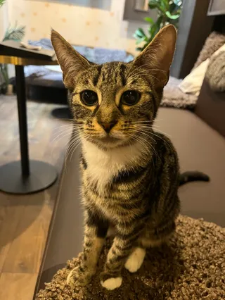 Java Whiskers Cat Café Marylebone