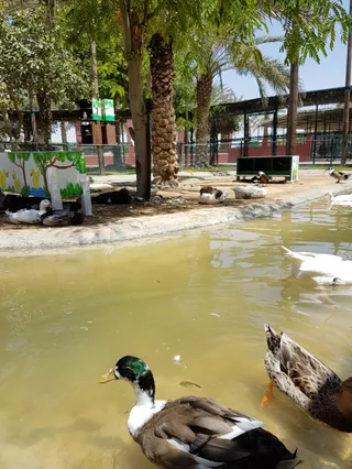 Children's farm