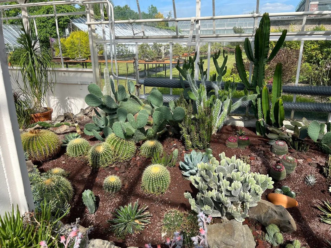 Palmiarnia