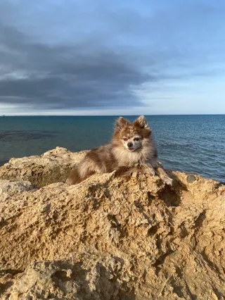 Plaża dla psów