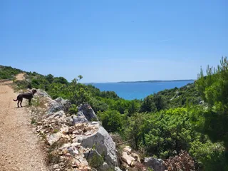Dog beach Bartovica