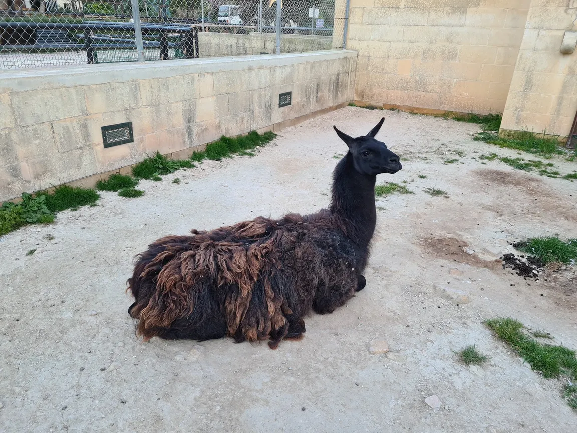 Ta Qali Petting Farm