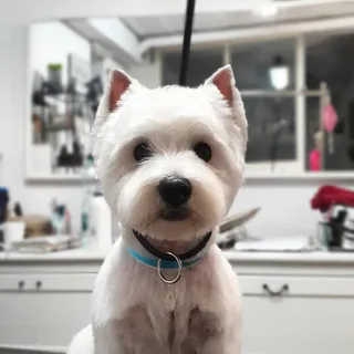 Freezstyle Dog