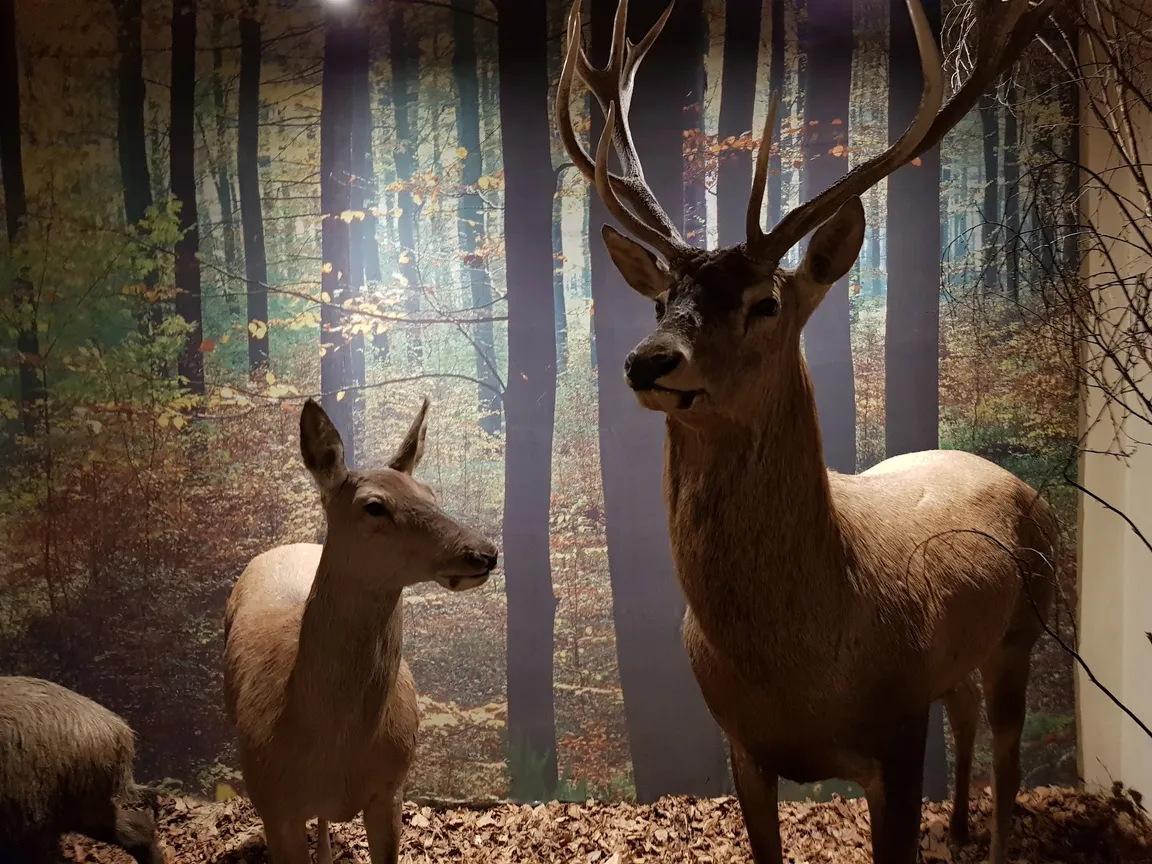 Muzeum Przyrody - Oddział Muzeum Warmii i Mazur