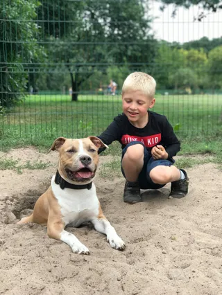 Wybieg dla psów