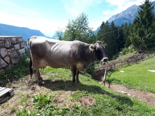 Malga Tovre