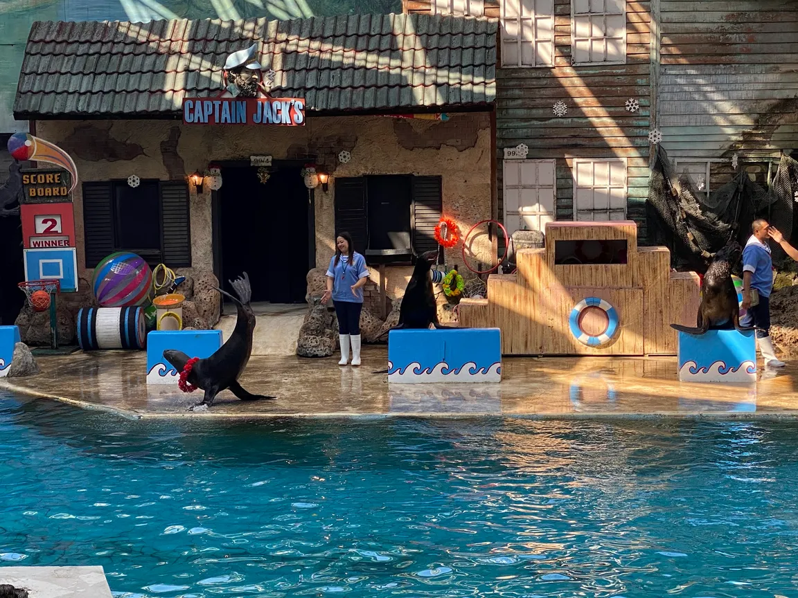 Sea Lion Show