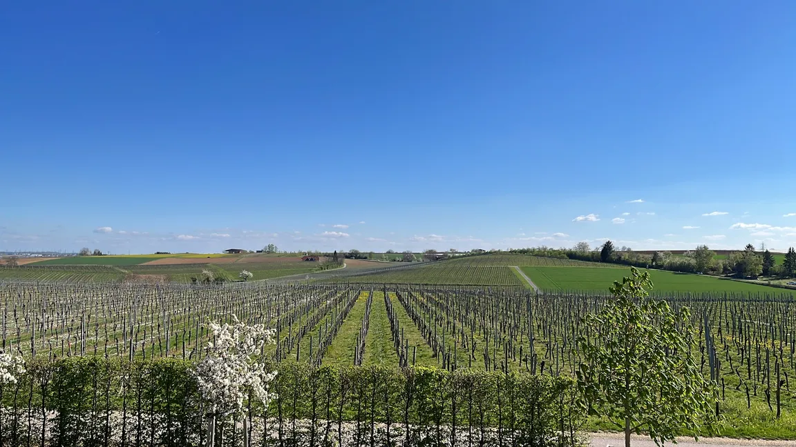 Weingut Schaaf + Ferienwohnungen + VINOMAT 24/7