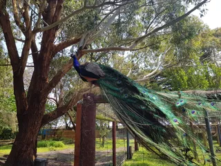GREAT OCEAN ROAD WILDLIFE PARK