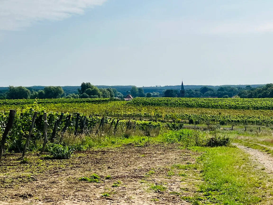 Winnica Żelazny