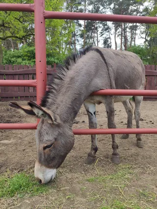 Folwark Konny Hermanów