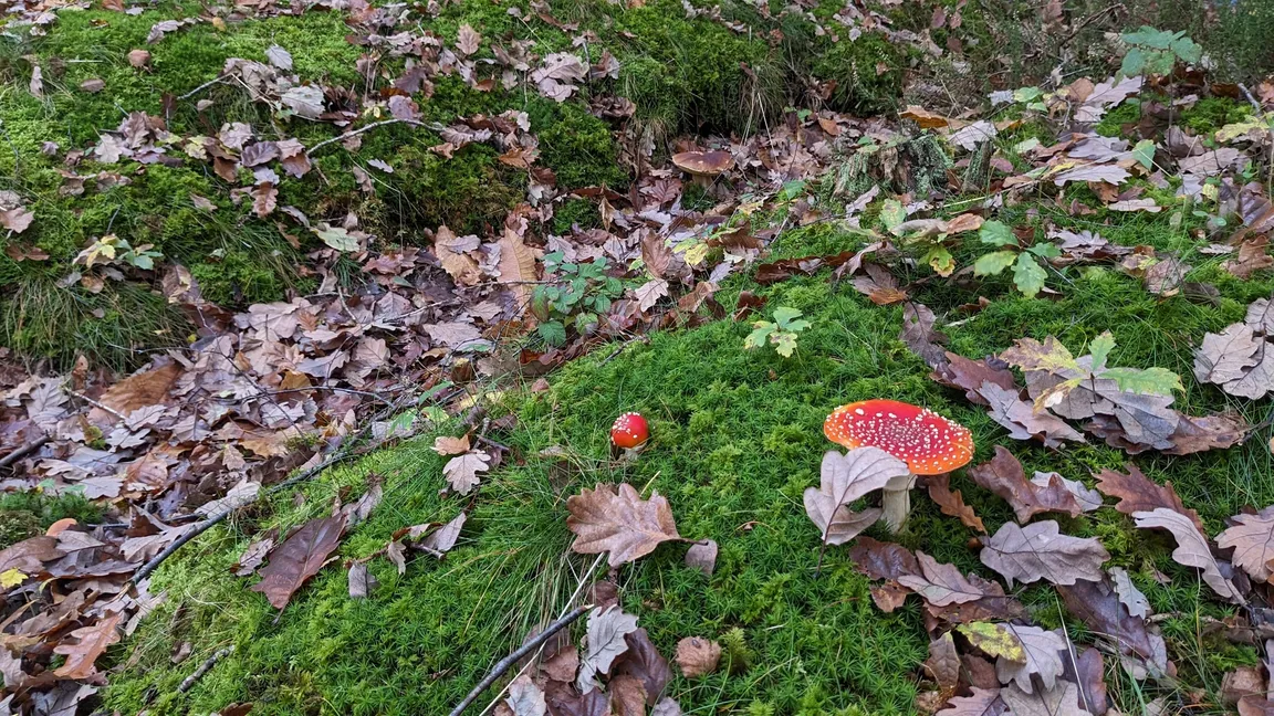 Blean Woods National Nature Reserve