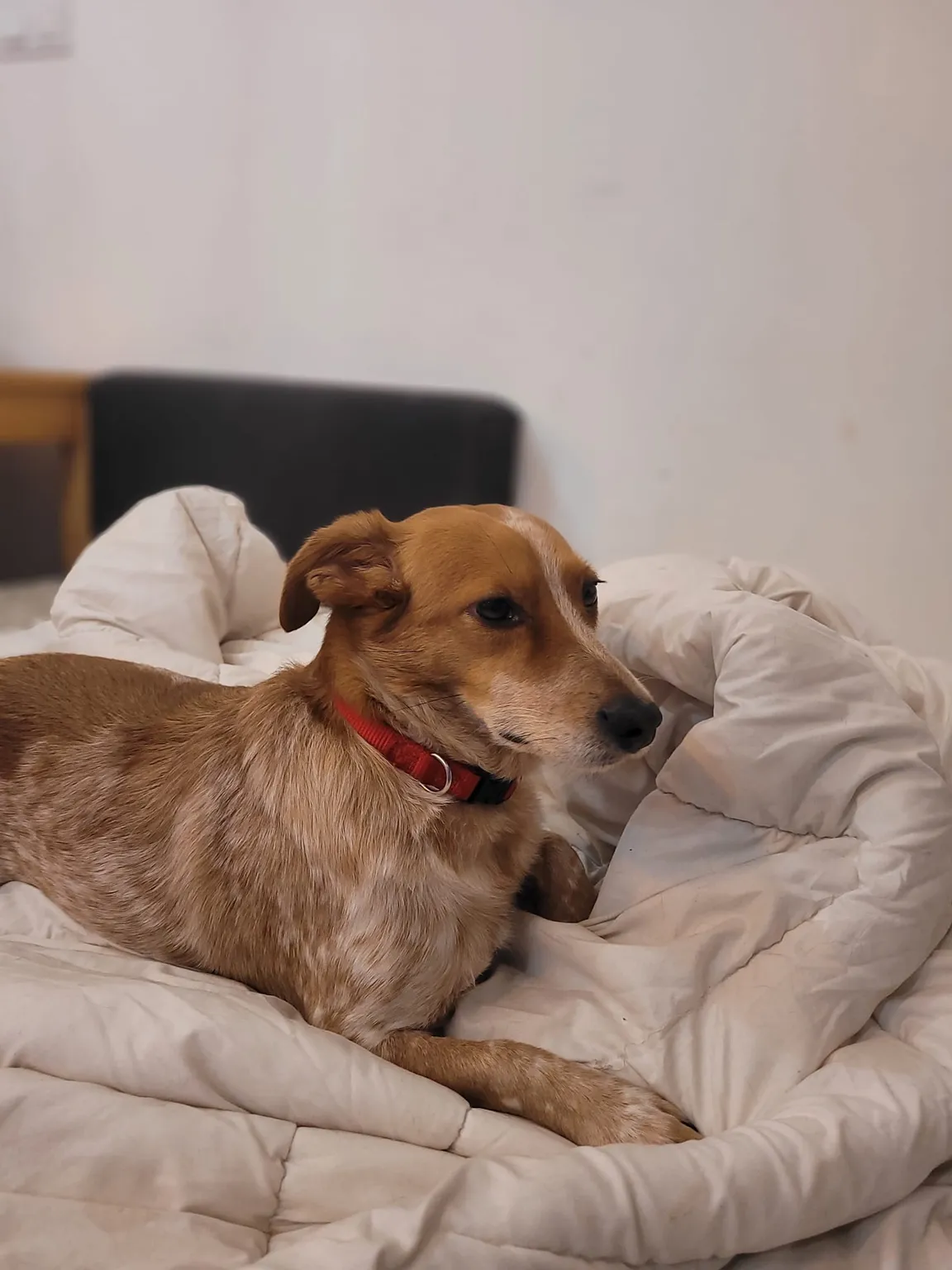 PetFamily Domowy Hotelik dla psów Warszawa