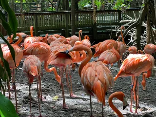 Jungle Island