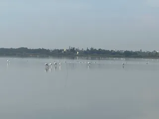 Flamingo view point