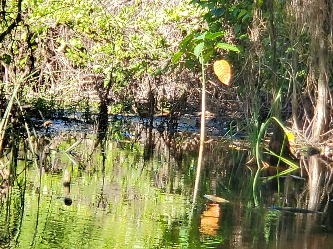 Laguna Mallén