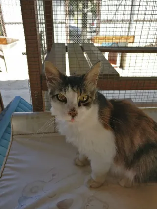 Argos Animal Sanctuary
