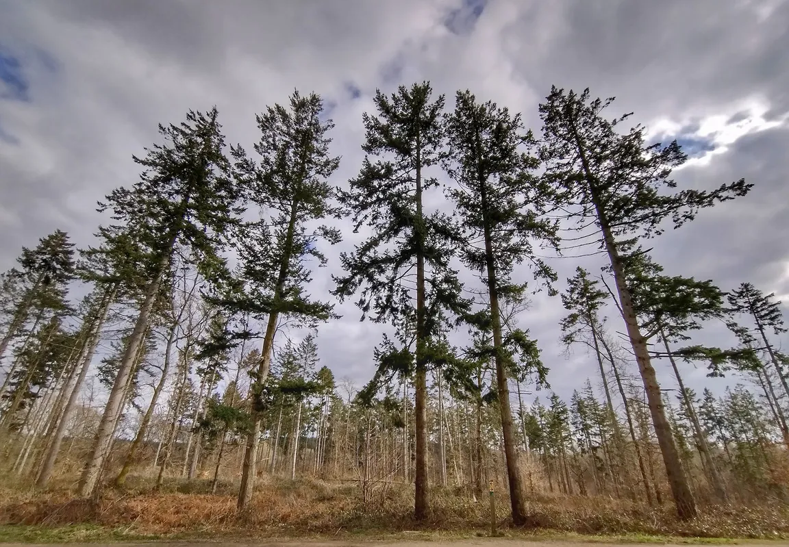 Abbot's Wood