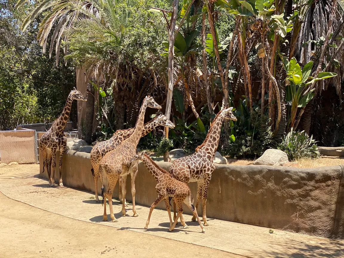 Los Angeles Zoo