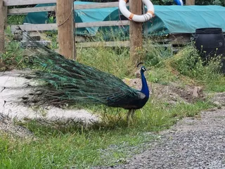 Collingwood Children's Farm