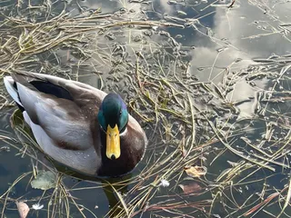 大濠公園 野鳥 渡り鳥の楽園