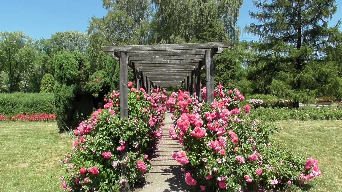 Rosarium w Parku Śląskim