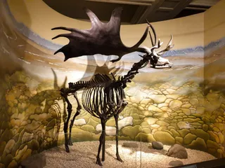 Bristol Museum & Art Gallery