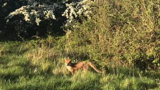 Wild Park Local Nature Reserve