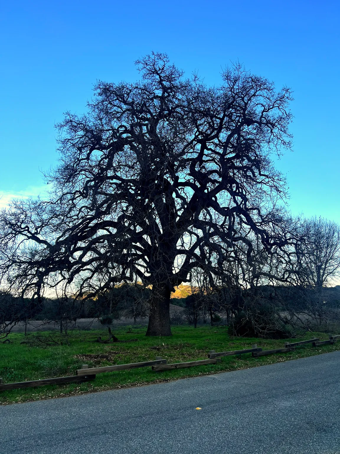 Malibu Creek SP Group Camp