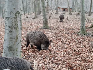 Wildtiergehege