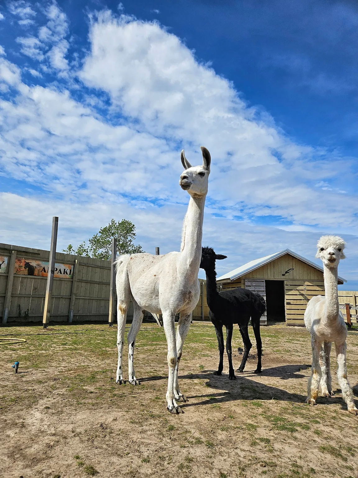 DonkeySzot - Mini Zoo i Alpaki