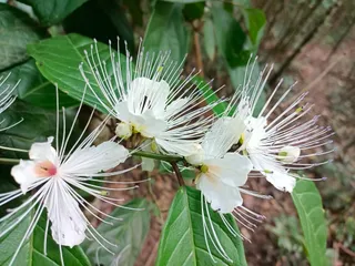 Siri Charoenwat Forest Bicycle Path