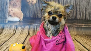 Doggie House – Psi fryzjer • Miejsce psiej metamorfozy