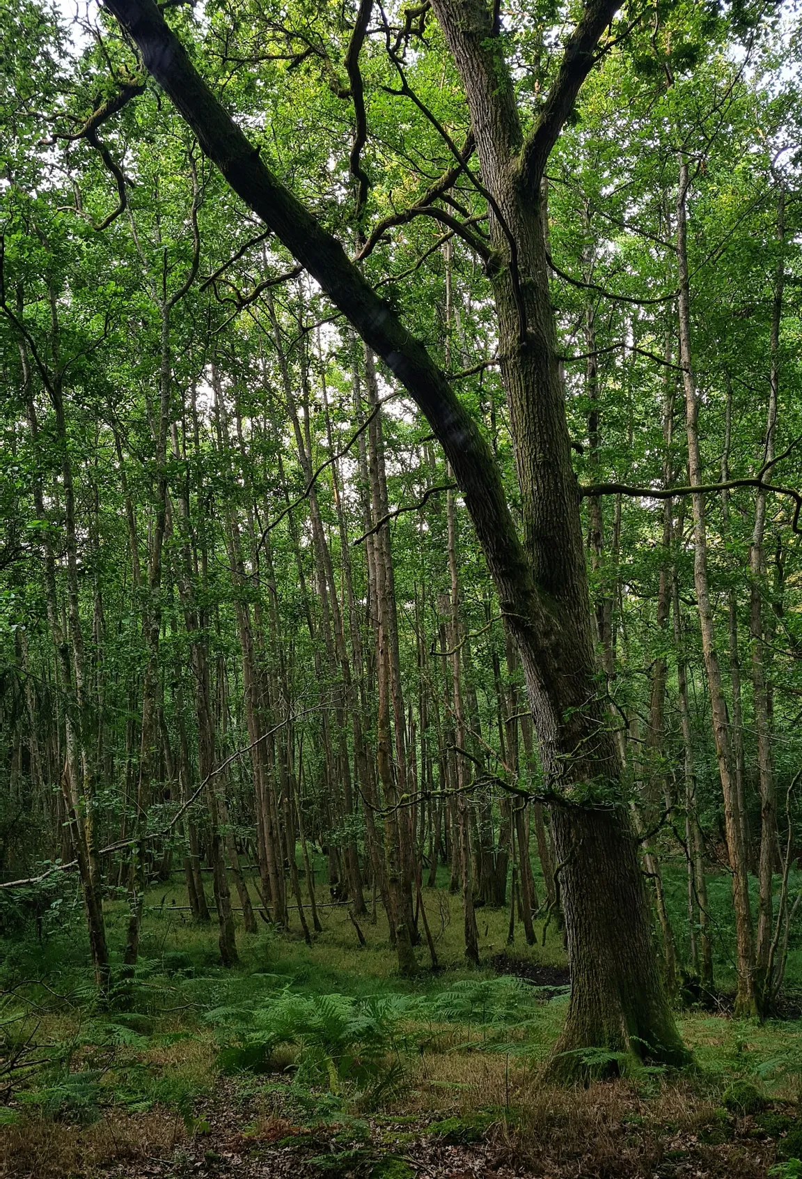 Pamber Forest