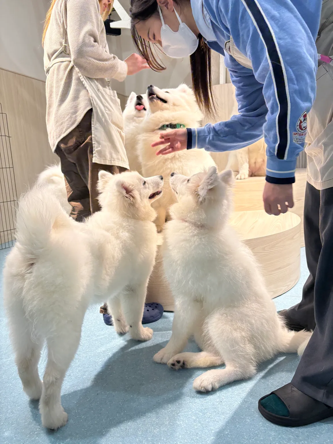 Samoyed Cafe Al Osaka Kitahorie Branch